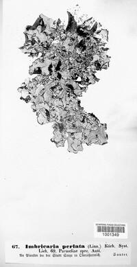Parmotrema perlatum image